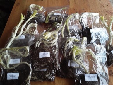 ����������� ������� �����: �� ������ �� ��������