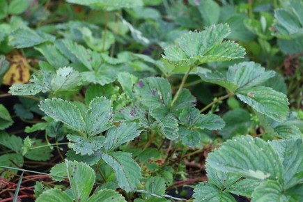 Пятна на листьях клубники: как распознать и победить заболевания