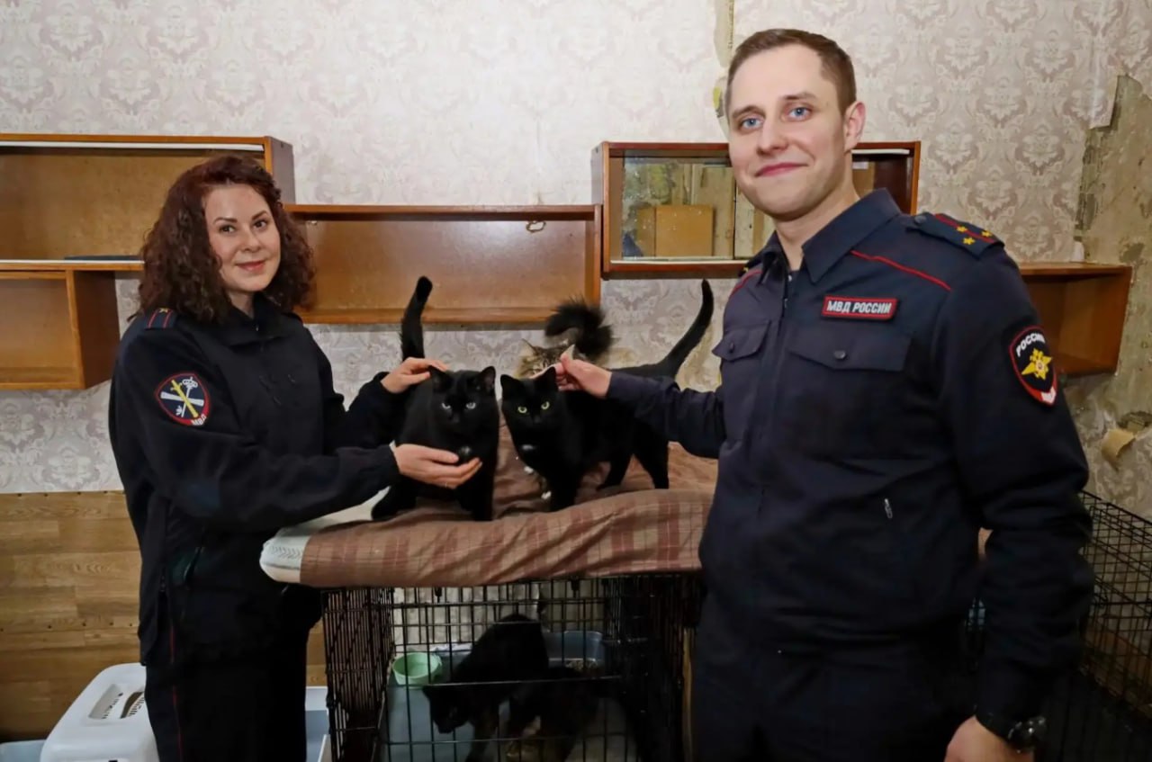 1 Милота дня. Полицейские Костромы поздравили кошек с их праздником
