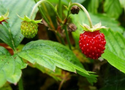 ��� ������� ��������� ��������� �� �����������