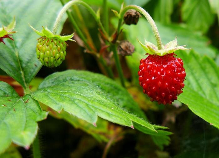 Как успешно вырастить землянику на подоконнике