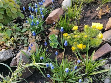 Лунный календарь для садоводов: дела на неделе с 13 по 19 апреля