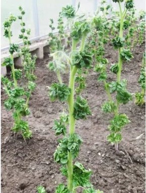 ��������� ���� �������: ���������� � �������������, ����������� � ����������������� �������