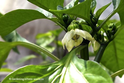 ����� ������ ������� �����: ������� ��������� ������