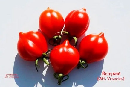 ������ ����� ������� �������� ������ ��������