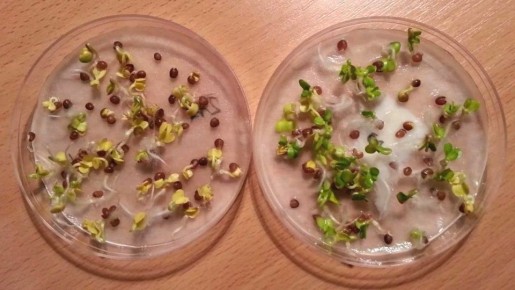 ������ �������� ����������� �����: ������ ������� ��� ��������