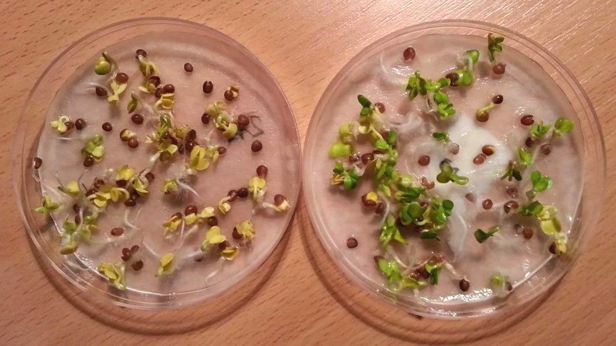 Секрет быстрого прорастания семян: хитрый раствор для дачников