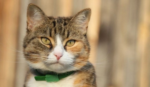 ����� ���� ���: � �������� ������ ��������