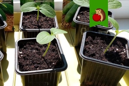 ������� �������� ��������� �������: ����������� ������� ��� �������� �������