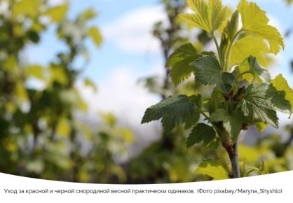 ������� ��������� ����� �� ����������: �������, ��������� � ������