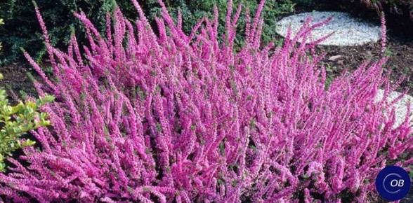 ������� �������� ������� �������: ������ ��� ���������