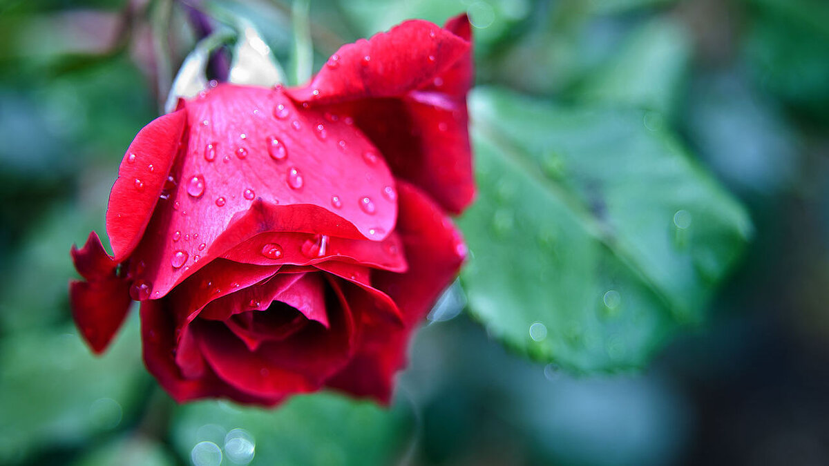 Нашатырный спирт и его влияние на растения: что нужно знать