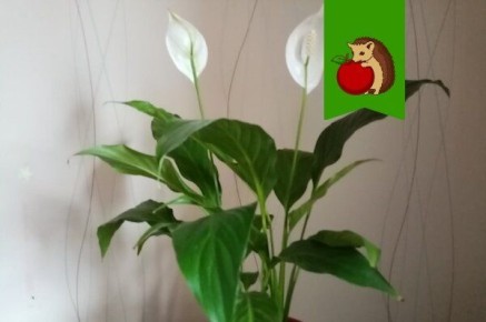 ���������� ���������� ������������: ��� �������� �������� � �������� ������� � ���