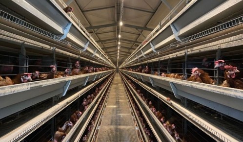 Инвесторам открывают новые горизонты с льготным кредитованием птицеводства в 2026 году