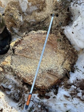 В Островском районе полицейские возбудили уголовное дело за незаконную рубку леса