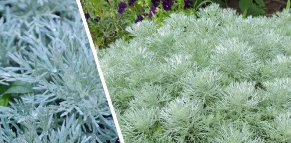 ��� ����������� ����� ����� ����������� ��� ���