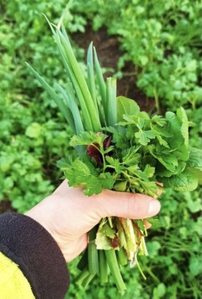 ������� ��������� ����������� ��������: ��� �������� ������� ������