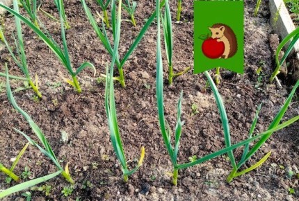 Как эффективно полить чеснок в июне для богатого урожая