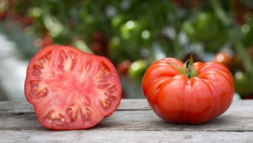 Лучшие сорта томатов для посадки в открытый грунт