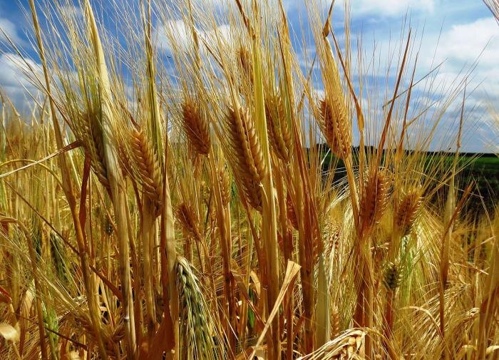 Как быстрорастущие декоративные злаки помогают создать идеальный сад