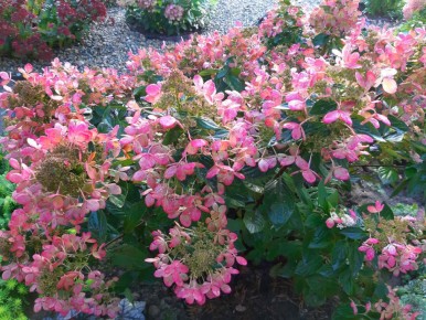 Очарование гортензии Пастель Грин: красота, вдохновляющая осенью