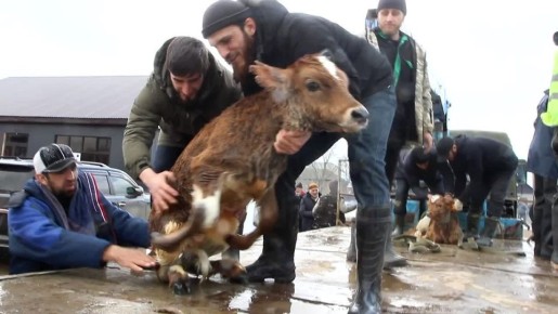 В затопленном селе Дагестана от смерти спасают телят