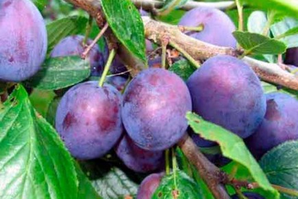 ����� ������: ������� ��������� ����������� � ����������� ������