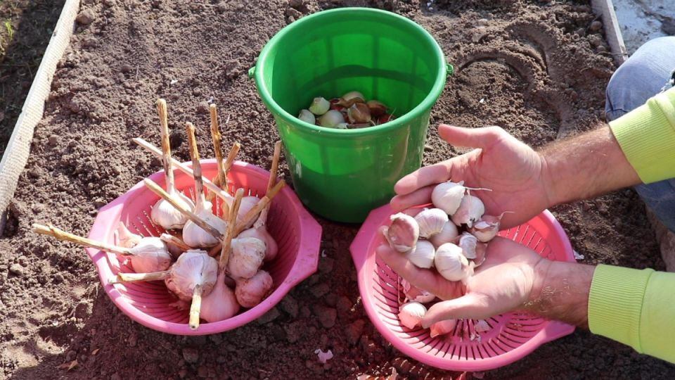 Как правильно посадить чеснок под зиму: секреты удачного урожая