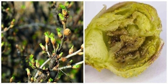 ��� �������� ��������� �� ��������� �����: �������� ������ ���������