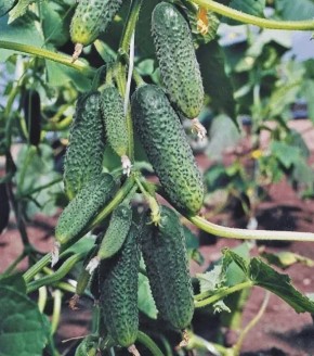 ������� ��������� ������ �������: ��� �������� ������������� ������� �������