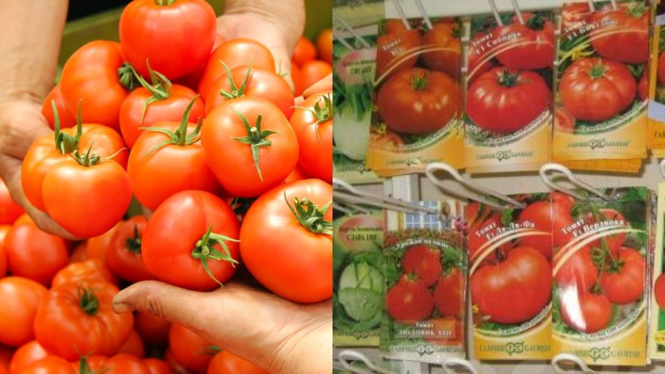 ��� ������� ��������� ����� �������: ������ ���� � ��� ������