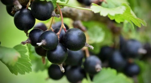 Черная смородина: суперфрукт с множеством преимуществ и некоторых предостережений