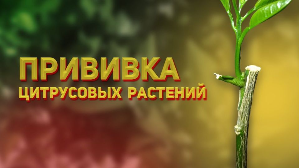 ��� ������� ����������: ��������� ����������� ��� �������� ���������