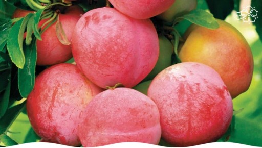 ����� ������: ��������� ����� ��� ������ ���� � �������� ������