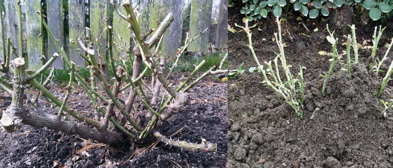 ��� ������������ ���� ����� ������� ����