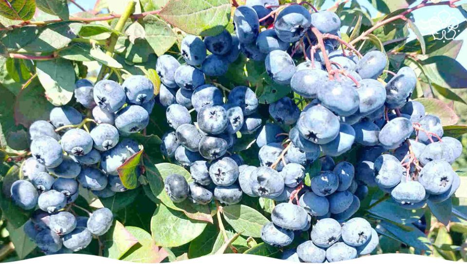 �������� ���� ���: ���� � ������ �� ����� �������