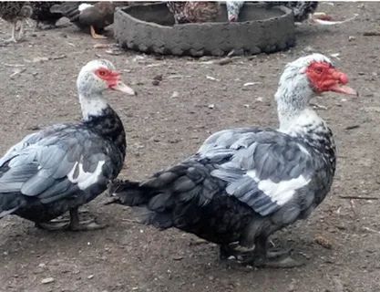 �������� �� ����: ��������� ����� ��� ���������� ����������