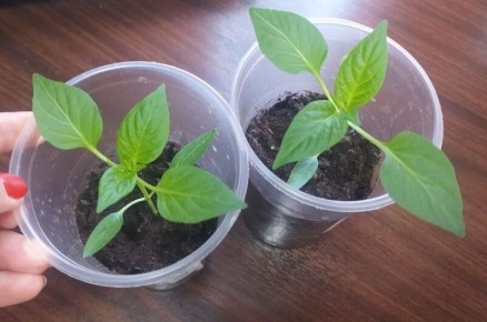 Как сделать рассаду перца крепкой и здоровой: секреты успешного роста