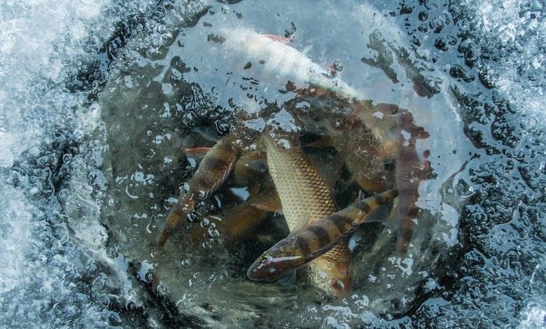 Экологи Лунинетчины бьют тревогу: нужна помощь для спасения рыбы от замора