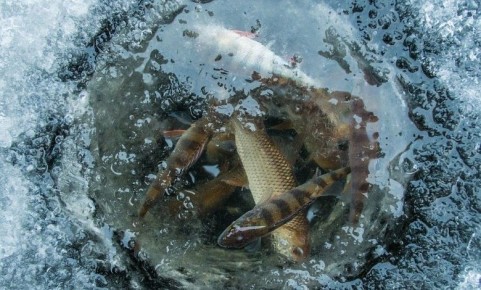 ������� ����������� ���� �������: ����� ������ ��� �������� ���� �� ������