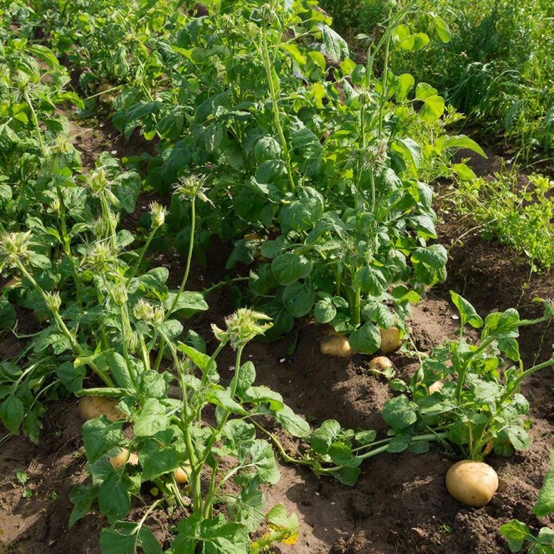 Кто не станет приятелем картошки: идеальный сосед для грядки