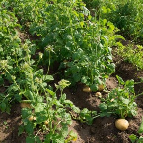 Кто не станет приятелем картошки: идеальный сосед для грядки