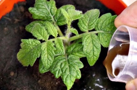 ����������� ������� �������: ������� ������ �� ���������� �� �������