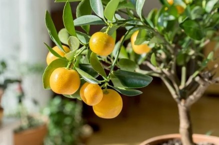 ��� ��������� ��������� �� �����������: ������� ��������� ��� ��������� ��������