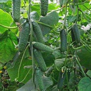 Огурец Акцент: идеальный выбор для раннего урожая в теплицах