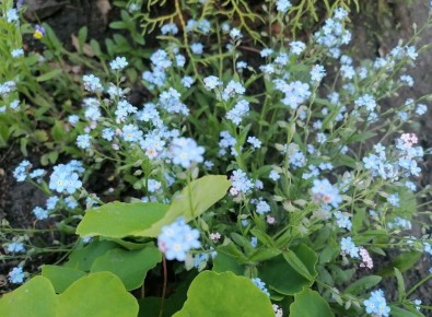 Бруннера в саду: секреты ухода и разнообразие видов