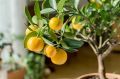 Как правильно ухаживать за цитрусовыми: секреты удобрения для комнатных растений