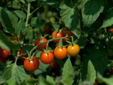 Некоторые культуры могут повторяться: узнайте, как избежать бед в огороде