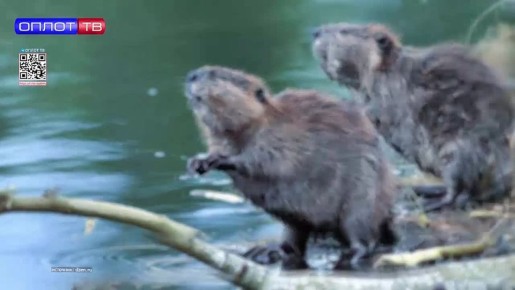 7 апреля - Международный день бобра