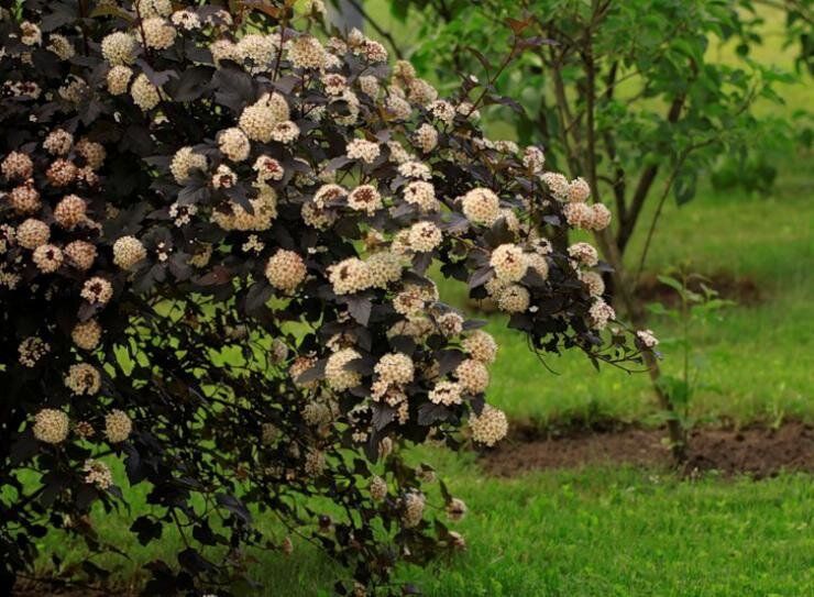 Пузыреплодник калинолистный: зелёное решение для вашего сада